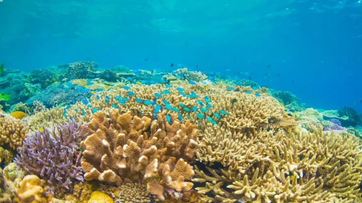 珊瑚と熱帯魚の水中写真
