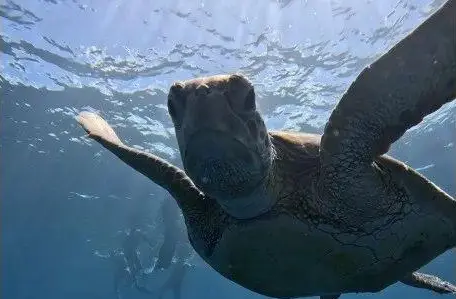 優雅に泳いでいるカメがアップで映っている