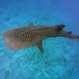 ダイビングアクティビティ（ジンベエザメ）