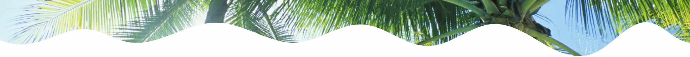 沖縄離島のアイランドピクニック（ヤシの木）